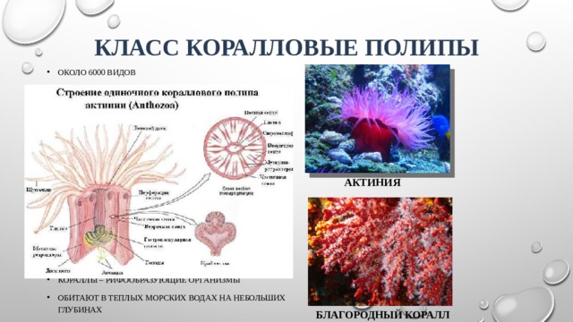 Класс Коралловые полипы Около 6000 видов Большинство ведут колониальный образ жизни Строение: рот с щупальцами – сплющенная глотка – пищеварительная полость, разделенная на камеры Бесполое размножение – почкование Половое размножение – с помощью гамет, оплодотворение внутри женской особи, развитие: оплодотворенная яйцеклетка – планула – почкующийся полип Некоторые полипы имеют наружный скелет( экзоскелет ) Экзоскелет у многих кораллов обладает декоративной ценностью Кораллы – рифообразующие организмы Обитают в теплых морских водах на небольших глубинах АКТИНИЯ БЛАГОРОДНЫЙ КОРАЛЛ 