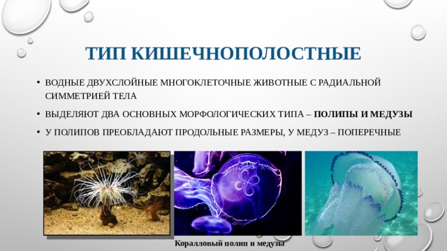 Тип кишечнополостные Водные двухслойные многоклеточные животные с радиальной симметрией тела Выделяют два основных морфологических типа – полипы и медузы У полипов преобладают продольные размеры, у медуз – поперечные Коралловый полип и медузы 