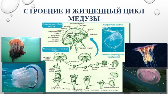 Строение и жизненный цикл медузы 