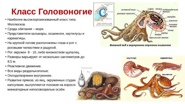 Класс Головоногие Наиболее высокоорганизованный класс типа Моллюсков. Среда обитания – моря. Представители кальмары, осьминоги, наутилусы и каракатицы. На крупной голове расположены глаза и рот с роговыми челюстями и радулой. Рот окружен 8 - 10, либо множеством щупалец. Размеры варьируют от нескольких сантиметров до 8,5 м. Реактивное движение. Все виды раздельнополые; Оплодотворение внутреннее. Развитие прямое, из яиц, окруженных студенистыми капсулами, вылупляются похожие на взрослых миниатюрные неполовозрелые особи. 