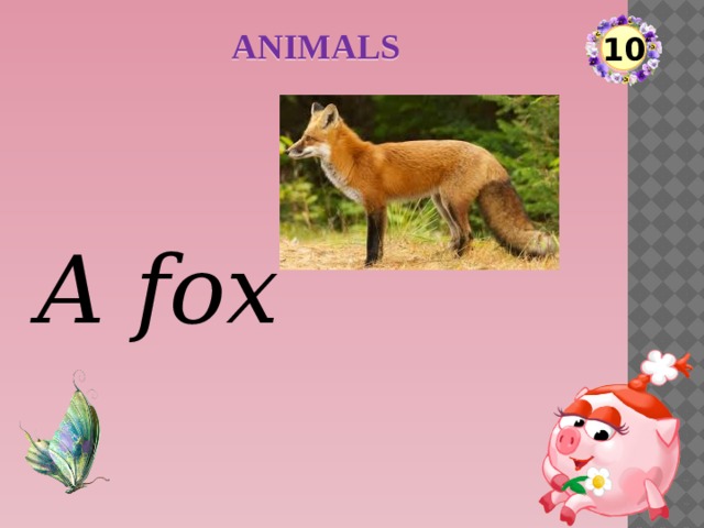 ANIMALS 10 A fox  