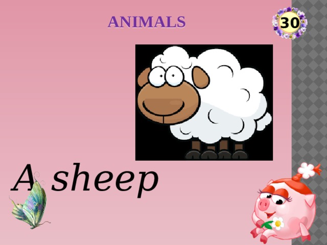 ANIMALS 30 A sheep  