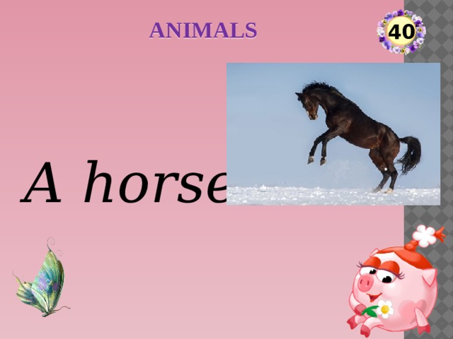 ANIMALS 40 A horse  