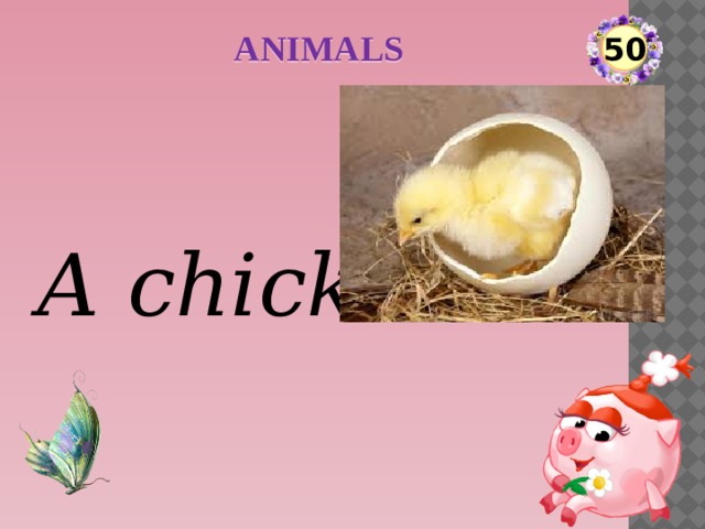 ANIMALS 50 A chick  