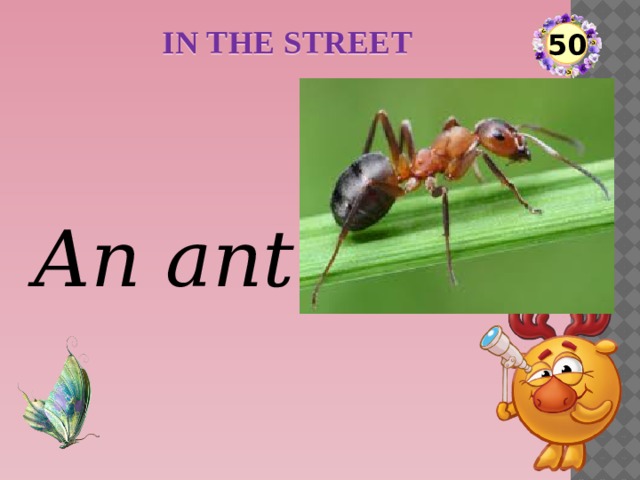 IN THE STREET 50 An ant  