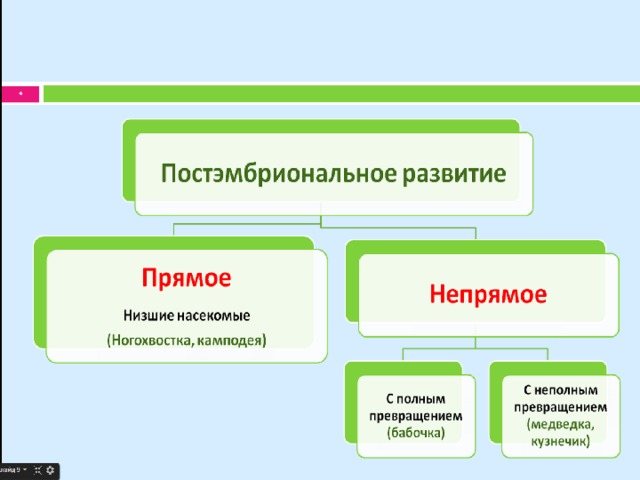 Постэмбриональное развитие презентация