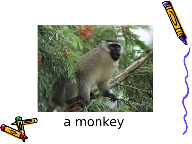  a monkey 
