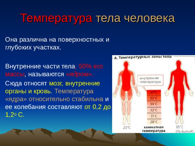 Температура тела человека Она различна на поверхностных и глубоких участках. Внутренние части тела , 50% его массы , называются « ядром ». Сюда относят мозг, внутренние органы и кровь. Температура «ядра» относительно стабильна и ее колебания составляют от 0,2 до 1,2 0  С. 