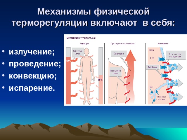Механизмы физической терморегуляции включают в себя: излучение; проведение; конвекцию; испарение.   