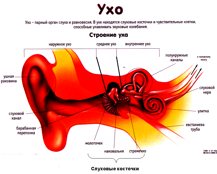 Строение органа слуха