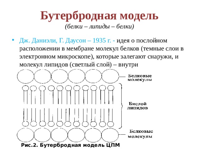 Бутербродная модель  (белки – липиды – белки) Дж. Даниэли, Г. Даусон – 1935 г. - идея о послойном расположении в мембране  молекул белков (темные слои в электронном микроскопе), которые залегают снаружи, и молекул липидов (светлый слой) – внутри Рис.2. Бутербродная модель ЦПМ 