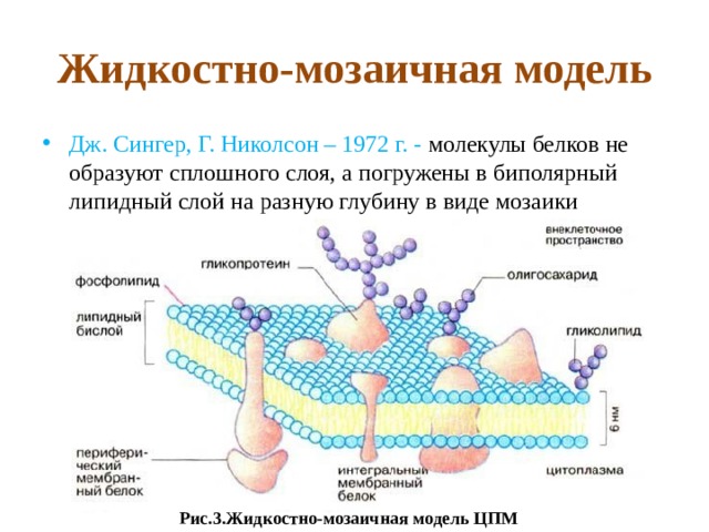 Жидкостно-мозаичная модель Дж. Сингер, Г. Николсон – 1972 г. - молекулы белков не образуют сплошного слоя, а погружены в биполярный липидный слой на разную глубину в виде мозаики Рис.3.Жидкостно-мозаичная модель ЦПМ 