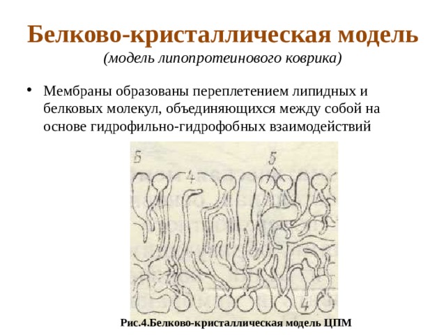 Белково-кристаллическая модель  (модель липопротеинового коврика) Мембраны образованы переплетением липидных и белковых молекул, объединяющихся между собой на основе гидрофильно-гидрофобных взаимодействий Рис.4.Белково-кристаллическая модель ЦПМ 