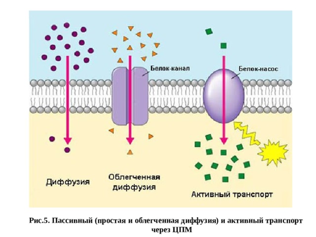 Рис.5. Пассивный (простая и облегченная диффузия) и активный транспорт через ЦПМ 