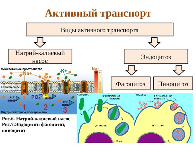 Активный транспорт Виды активного транспорта Натрий-калиевый насос Эндоцитоз Фагоцитоз Пиноцитоз Рис.6. Натрий-калиевый насос Рис.7.Эндоцитоз: фагоцитоз, пиноцитоз 