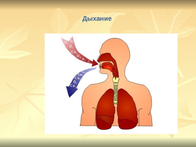 Дыхание  Дыхание – это процесс обмена газами между организмом и окружающей средой.