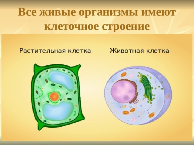 Все живые организмы имеют клеточное строение