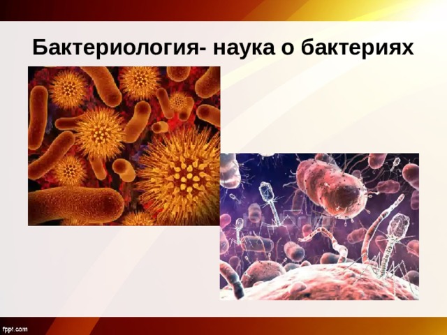 Бактериология- наука о бактериях 