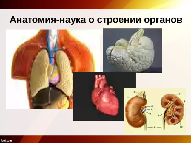 Анатомия-наука о строении органов 