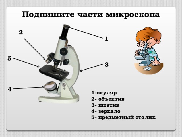Какая часть микроскопа обозначена буквой а