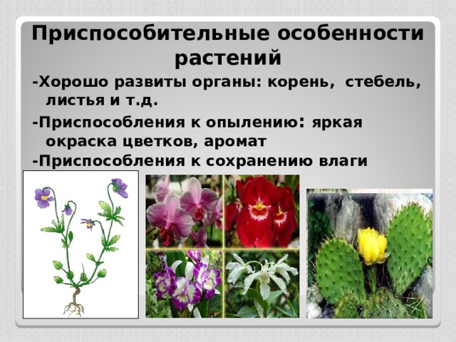 Приспособительные особенности растений -Хорошо развиты органы: корень, стебель, листья и т.д. -Приспособления к опылению : яркая окраска цветков, аромат -Приспособления к сохранению влаги    