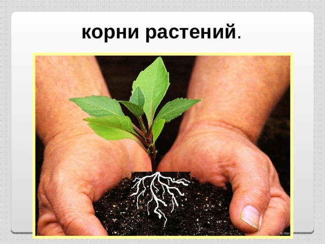 корни растений . 