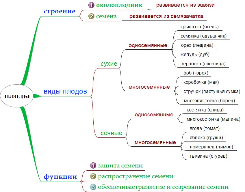 Схема классификации плодов с примерами