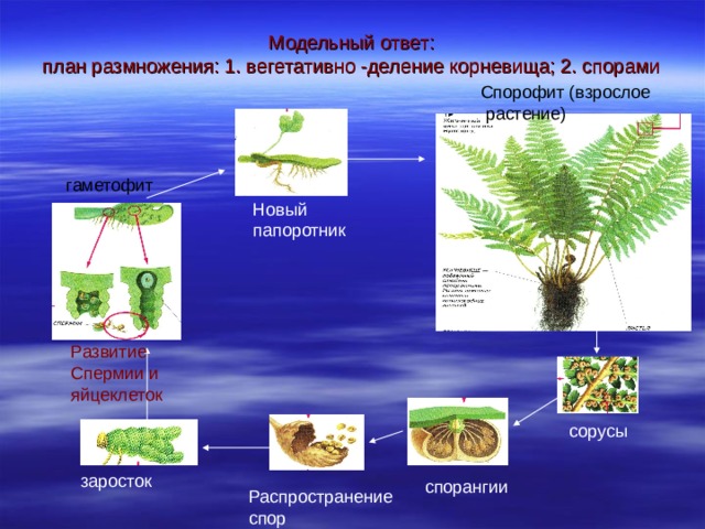 Модельный ответ:  план размножения: 1. вегетативно -деление корневища; 2. спорами Спорофит (взрослое  растение) гаметофит Новый папоротник Развитие Спермии и яйцеклеток сорусы Распространение спор заросток спорангии 