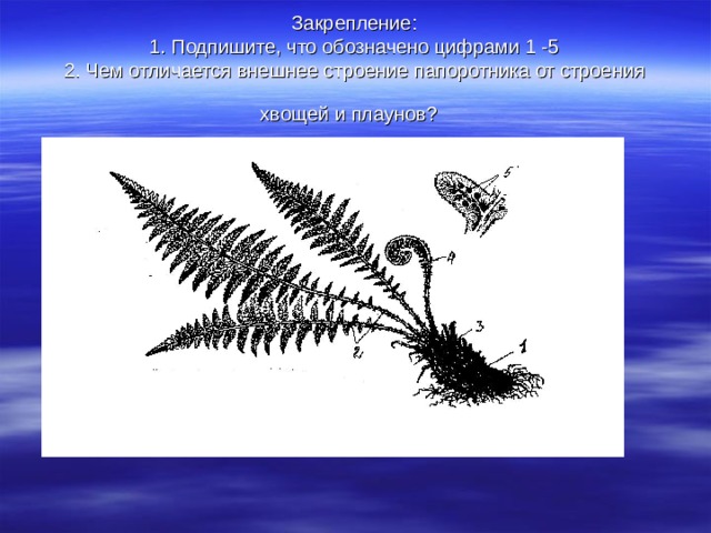 Закрепление:  1. Подпишите, что обозначено цифрами 1 -5  2. Чем отличается внешнее строение папоротника от строения хвощей и плаунов?  