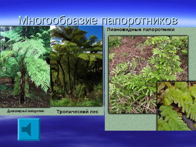 Многообразие папоротников 