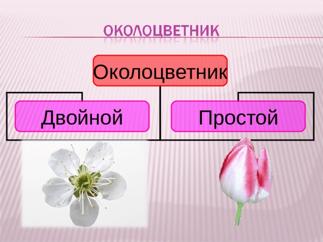 Какой околоцветник у растений. Околоцветник. Растения с двойным околоцветником. Околоцветник простой и двойной. Двойной или простой околоцветник.