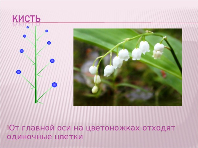 Это простое соцветие называется «кисть». Видишь, именно такое соцветие у ландыша. От главной оси на цветоножках отходят одиночные цветки 23