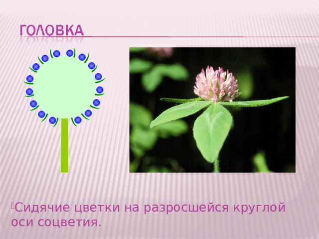 Выберите соцветие головка. Сидячие цветки. Сидячие соцветия. Соцветие головка.