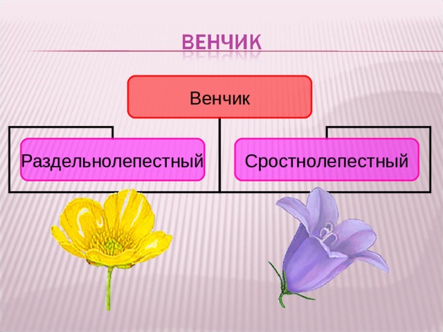 Венчик Раздельнолепестный Сростнолепестный Теперь сравним венчик лютика и венчик колокольчика. Конечно, они различаются по цвету. А в чем еще различие? У лютика венчик состоит из отдельных лепестков – это раздельнолепестный венчик.  А у колокольчика все лепестки срослись. Такой венчик называется сростнолепестным. 9