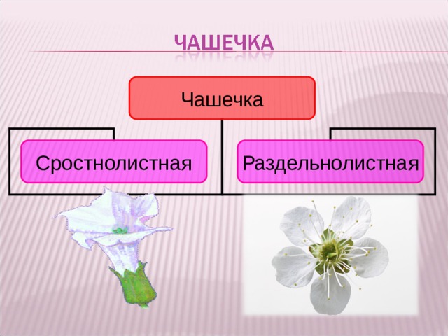 Чашечка Сростнолистная Раздельнолистная Вот цветок дурмана. Его чашечка состоит из сросшихся чашелистиков Она сростнолистная.  А вот у астры каждый чашелистик сам по себе. Чашечка получается пушистая, как и сам цветок. Такая чашечка – раздельнолистная. 10