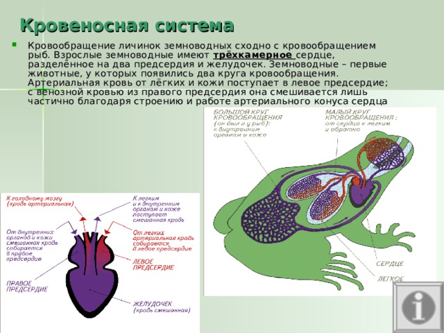 Кровь в сердце у земноводных. Земноводные имеют трехкамерное сердце. Трёхкамерное сердце и два круга кровообращения. Сердце личинок земноводных. Два круга кровообращения у земноводных.