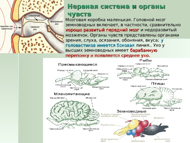 Какой отдел мозга развит у рыб. Нервная система головного мозга у земноводных. Отделы мозга амфибий. Мозг амфибии. Передний мозг амфибий.