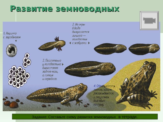 Развитие земноводных РАЗВИТИЕ Развитие лягушки происходит с превращением.   Задание: Составьте схему развития земноводных в тетради. 