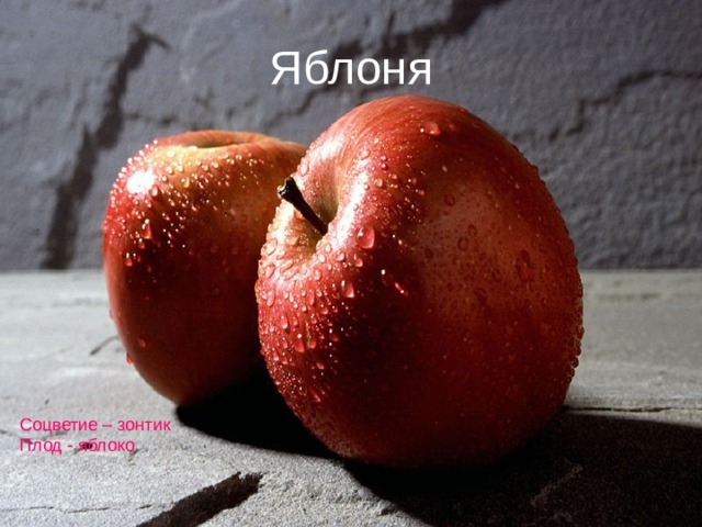 Яблоня Соцветие – зонтик Плод - яблоко 