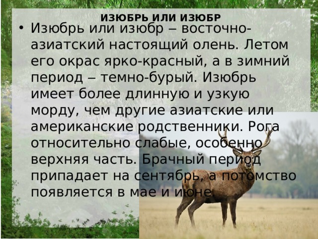 Изюбр животное фото и описание Животные Хабаровского края. презентация