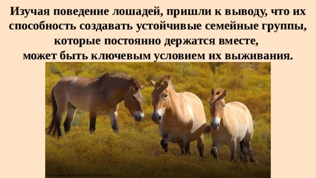 Естественное поведение. Поведение лошадей. Презентация поведение лошадей. Особенности поведения лошадей. Доклад поведение лошадей.