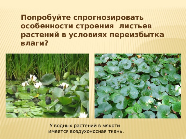 Попробуйте спрогнозировать особенности строения листьев растений в условиях переизбытка влаги?  У водных растений в мякоти имеется воздухоносная ткань. 