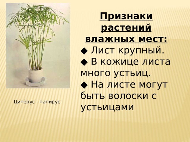 Признаки растений влажных мест: ◆ Лист крупный. ◆ В кожице листа много устьиц. ◆ На листе могут быть волоски с устьицами Циперус - папирус 