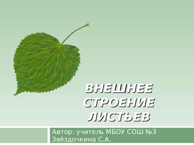 ВНЕШНЕЕ СТРОЕНИЕ ЛИСТЬЕВ Автор: учитель МБОУ СОШ №3 Звёздочкина С.А.