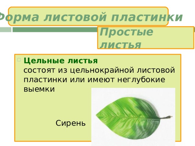 Форма листовой пластинки Простые листья Цельные листья  состоят из цельнокрайной листовой пластинки или имеют неглубокие выемки     Сирень