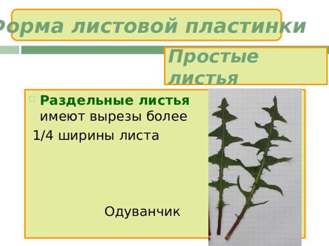 Форма листовой пластинки Простые листья Раздельные листья  имеют вырезы более  1/4 ширины листа  Одуванчик