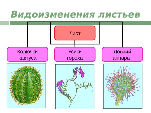 Видоизменения листьев. Видоизменение листа кактуса. Видоизменение листьев колючки. Лист строение видоизменения.