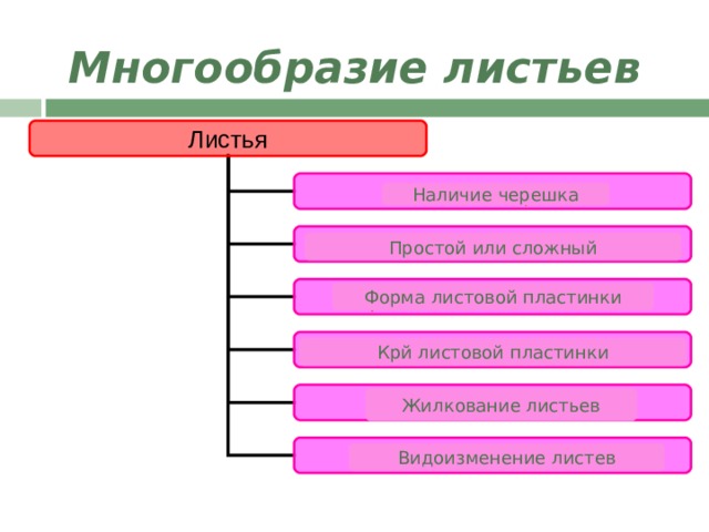 Многообразие листьев Листья Наличие черешка Наличие черешка Количество листовых пластинок Простой или сложный Форма листовой пластинки Форма листовой пластинки Форма края листовой пластинки Листья очень разнообразны и по форме, и по строению. Листья можно разделить по следующим признакам:  наличию или отсутствию черешка;  количеству листовых пластинок, прикрепленных к черешку;  форме листовой пластинки;  форме края листовой пластинки;  жилкованию листьев;  видоизменениям листьев. Крй листовой пластинки Жилкование листьев Жилкование листьев Видоизменения листьев Видоизменение листев