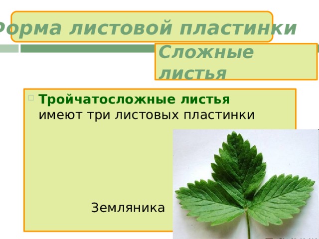 Форма листовой пластинки Сложные листья Тройчатосложные листья  имеют три листовых пластинки      Земляника