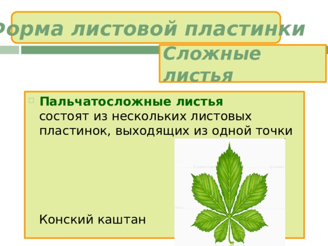 Листовая пластина